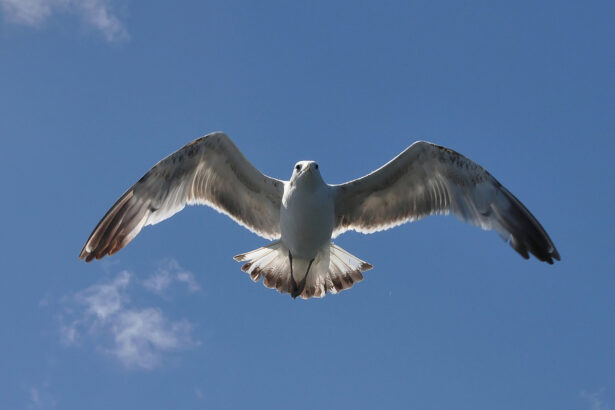 fauna-eoliana-hotel-pinnata-lipari